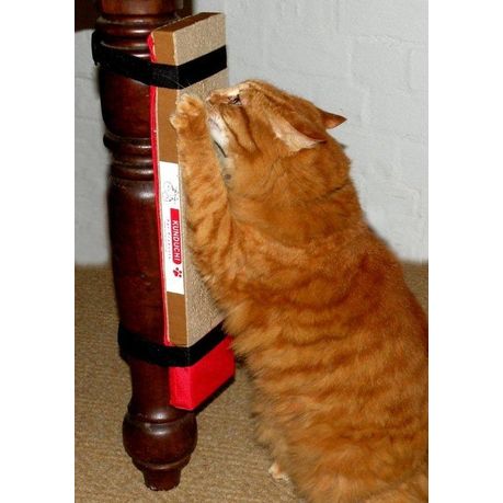 cat scratching post with catnip