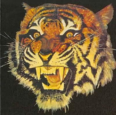 Tiger - (Import CD)