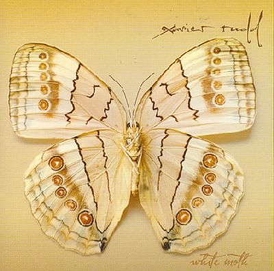 White Moth - (Import CD)