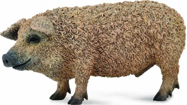 CollectA Hungarian Pig