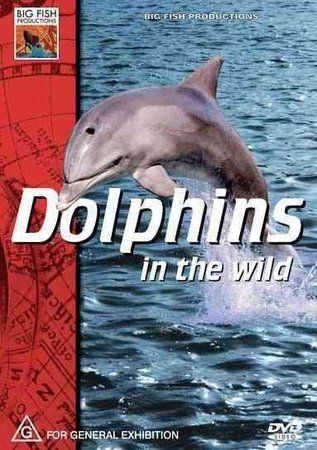 Dolphins in the Wild - (Region 1 Import DVD)