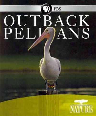 Nature:Outback Pelicans - (Region A Import Blu-ray Disc)