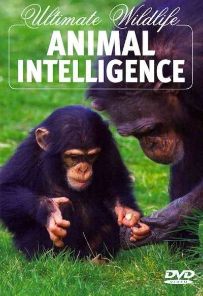 Ultimate Wildlife:Animal Intelligence - (Region 1 Import DVD)