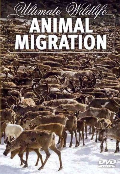 Ultimate Wildlife:Animal Migration - (Region 1 Import DVD)