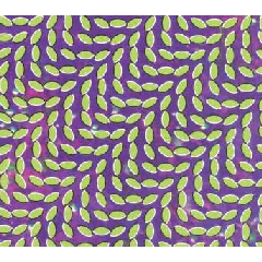 Merriweather Post Pavilion (CD / Album)