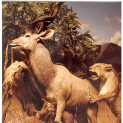 Our Love To Admire (CD)