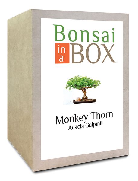 Bonsai in a Box - Monkey Thorn Tree