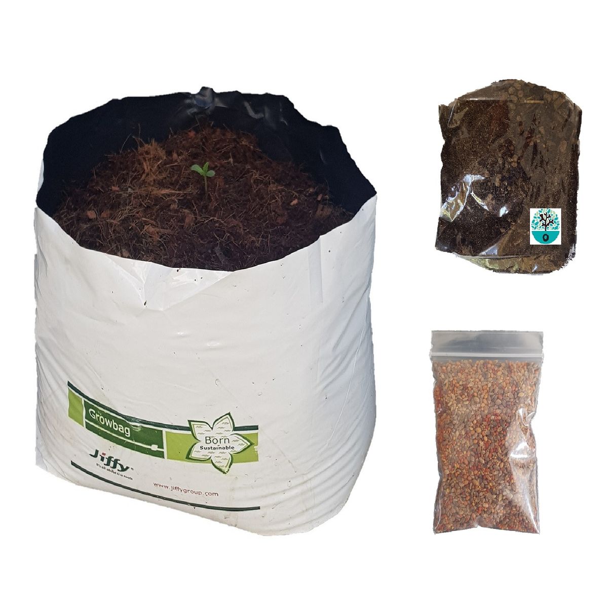 Easy Grow Kit Pot, Seeds, and Organic fertilizer. African Daisy Buy