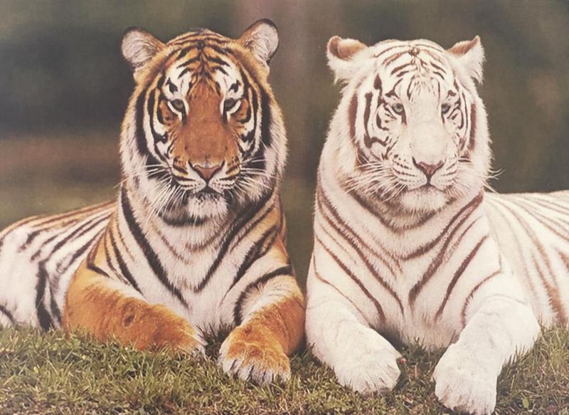 Diamond Dot Painting With Frame - White and regular tiger