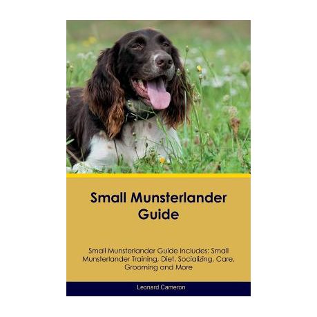 small munsterlander training