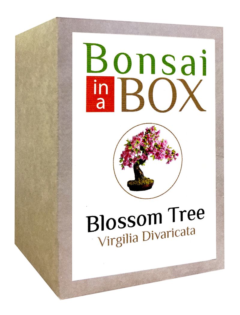 Bonsai in a Box Blossom Tree Shop Today. Get it Tomorrow