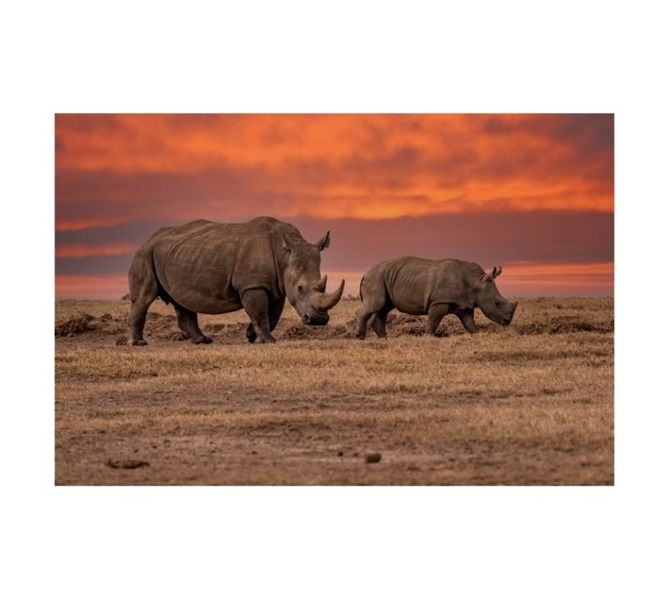 Rhino Canvas - Sunset (600 x 900 x 600mm)