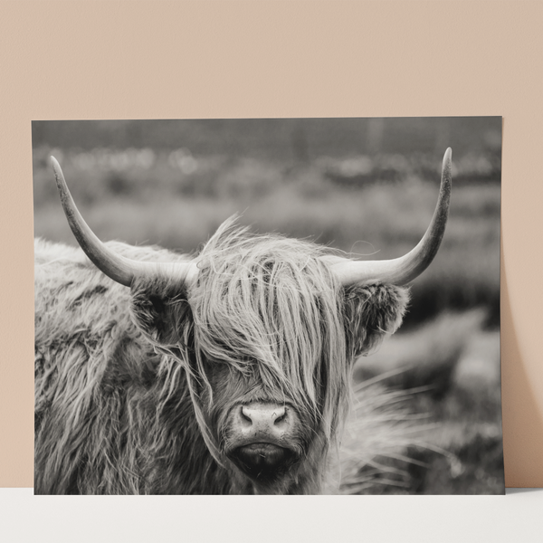 Scottish Highland Cattle Wall Print