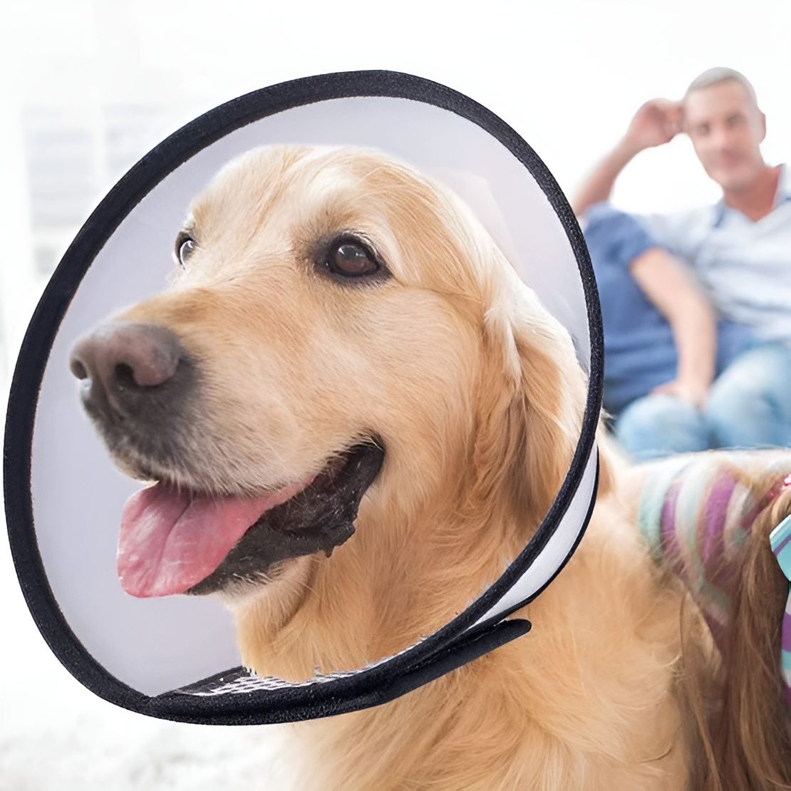 Recovery Collars Pets Shop Get It Tomorrow!