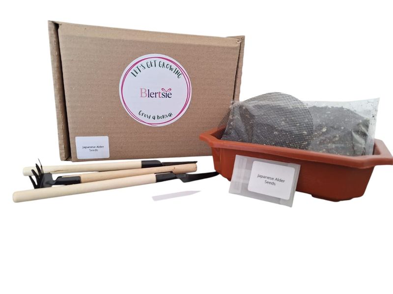 Blertsie Grow A Bonsai Kit - Japanese Alder