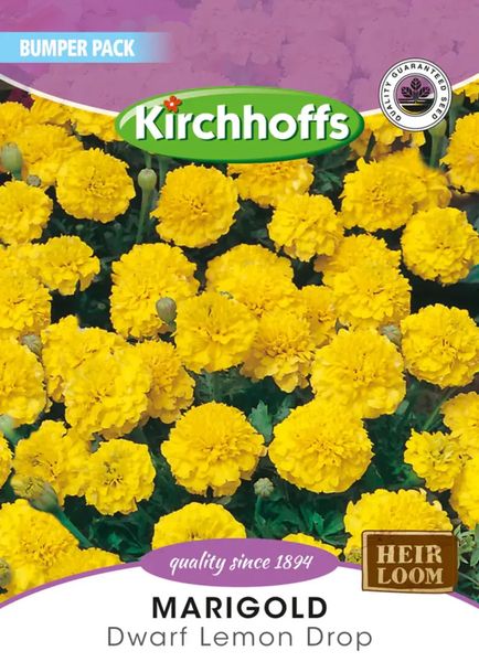Kirchhoffs Marigold Dwarf Lemon Drop Large Bumper Pack