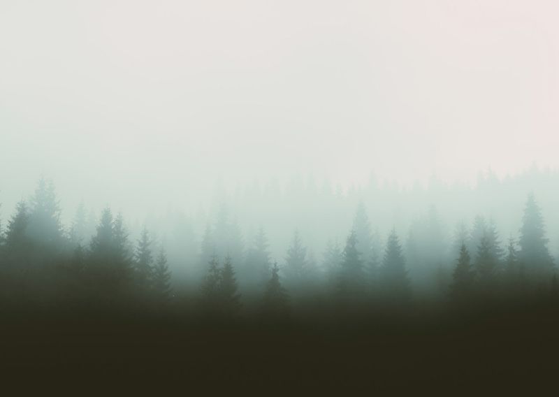 Premium Framed Canvas Print: Misty Forest