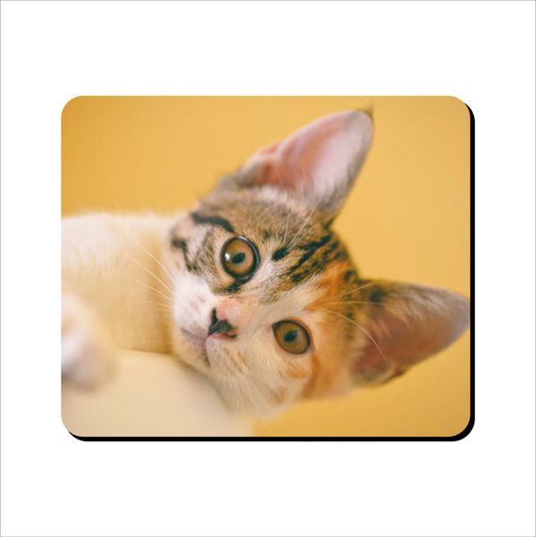 Mouse Pad - Kitten Looking Down
