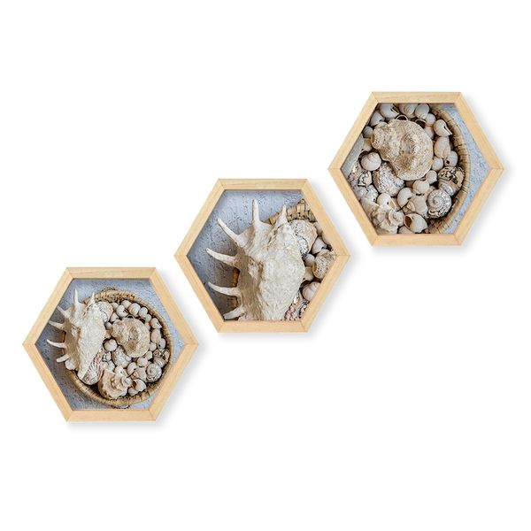 Cape Art Wall Art Pine Hex 3 Piece Collage - Seashell Display