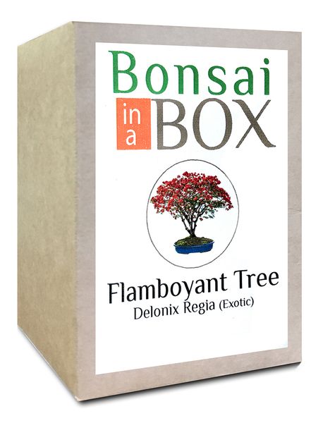 Bonsai in a Box - Flamboyant Tree