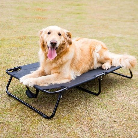 Folding raised hotsell dog bed