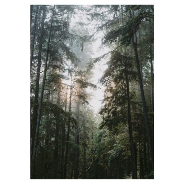 Misty Forest View - A1 Poster