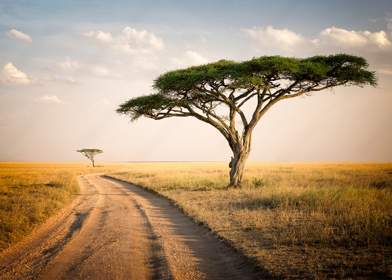 Canvas Wall Art - African Landscape - Tanzania
