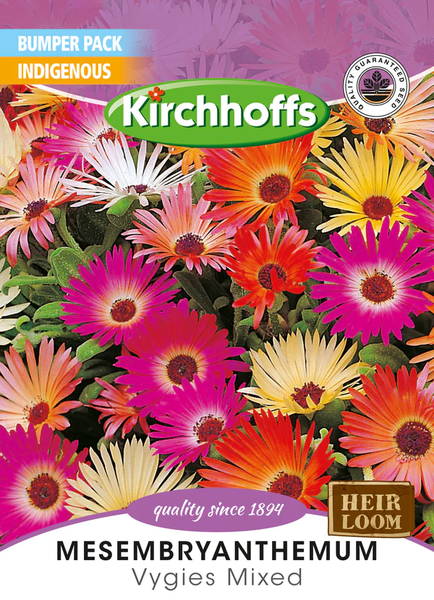 Kirchhoffs Mesembryanthemum Criniflorum Vygies Mixed Large Bumper Pack