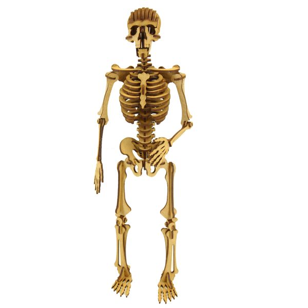 Wow We School Project kits Human skeleton - SP_13A