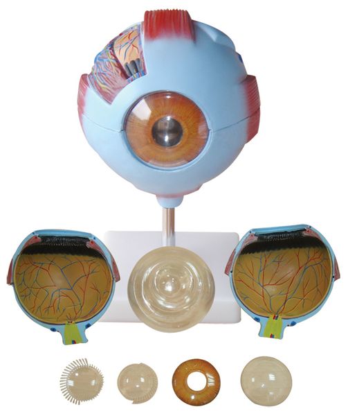 Anatomical Giant Eye Model - Detachable Layers for Detailed Study