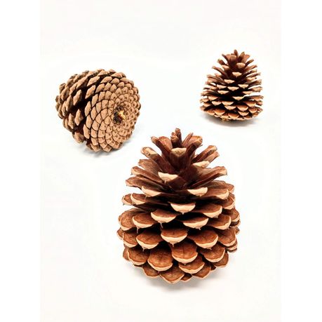 Bulk Package of Natural Pinecones-24 Pack