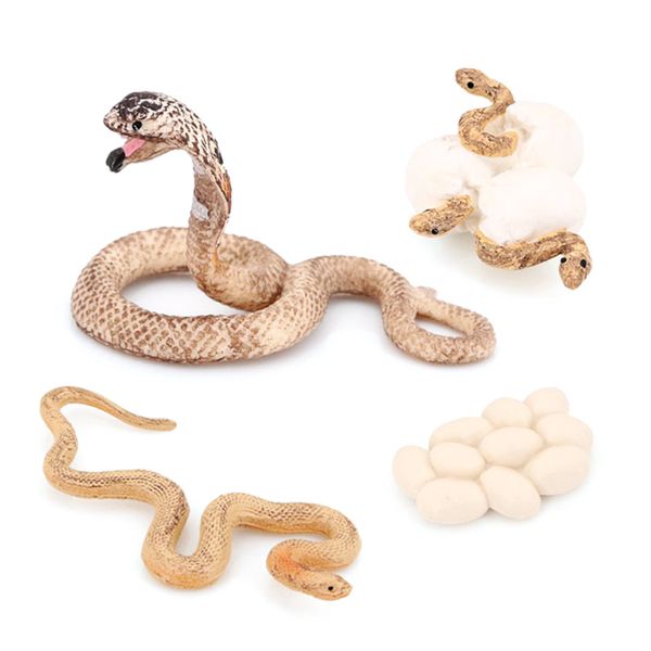 Animal Life Growth Cycle Model Toys Model Cobra Growth Cycle