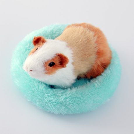 Guinea pig outlet soft bed