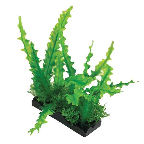 Large Wavy Edge Sword Bunch Plant