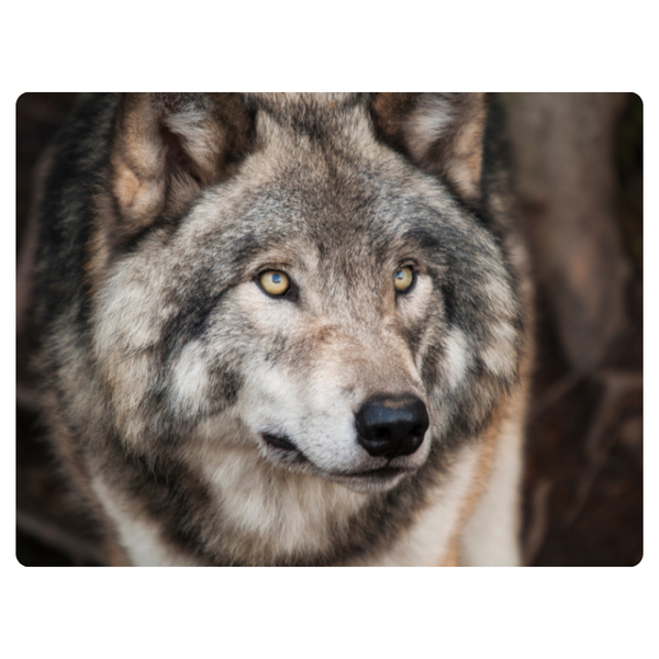 Wolf Looking In Distance Printe Mouse Pad