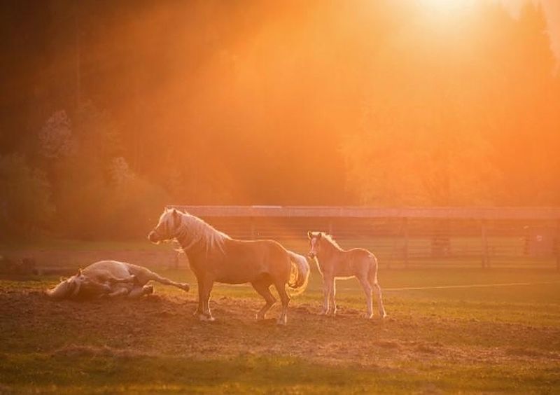 Premium Framed Canvas Print: Horses in Sunset Light