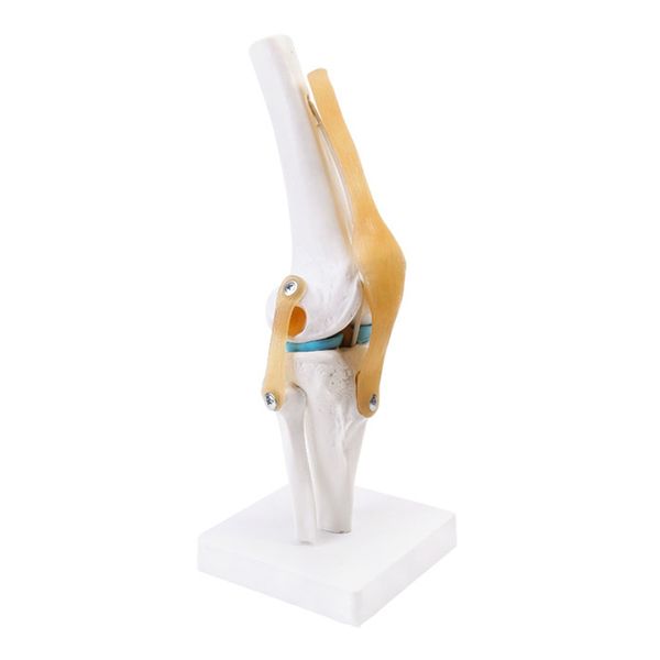 Anatomical Medical Knee Joint With Ligaments Model Life Size