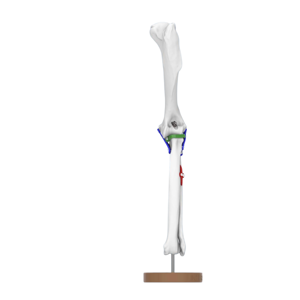 Canine Elbow Joint - Life size Joint Demonstration Anatomy Model