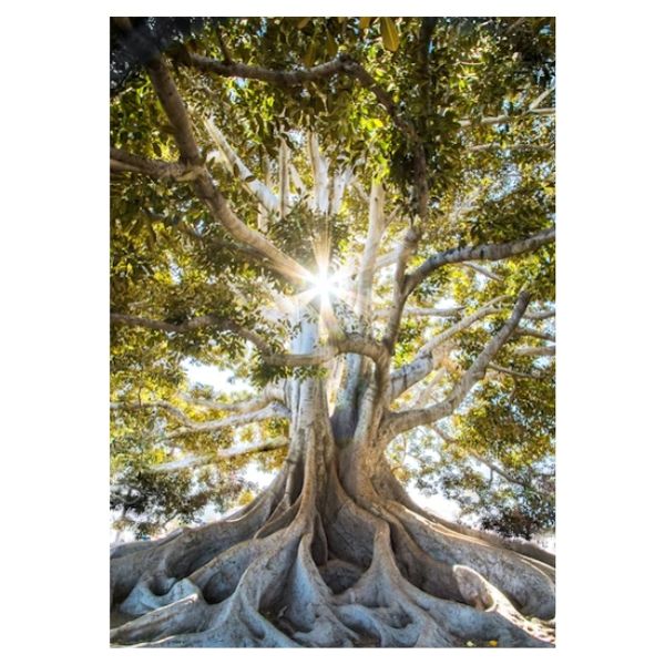 Sunlight Beams ThroughTree - A1 Poster