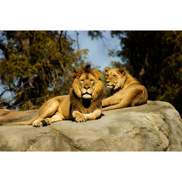 Canvas Wall Art - 1000 x 650 - Lions