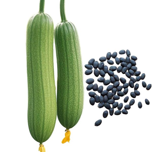 350 pieces Extra Long Luffa Gourd Seeds Asian Chinese Loofah Sponge