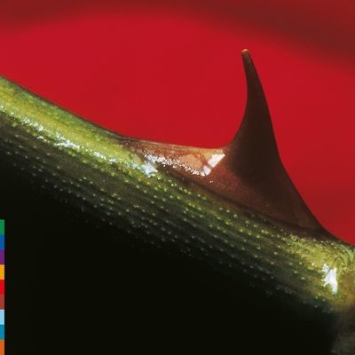 Night Song (Vinyl / 12" Album (Limited Edition))