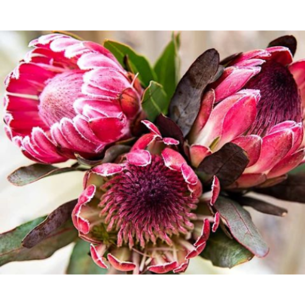 Diamond Painting - Three Proteas - Round