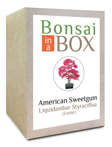 Bonsai in a box logo