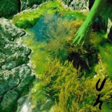 Seasick in Salts (Vinyl / 12" EP)