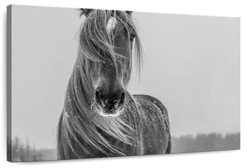 Canvas Art - White Winter Horse Canvas Wall Art Living Bedroom Decor