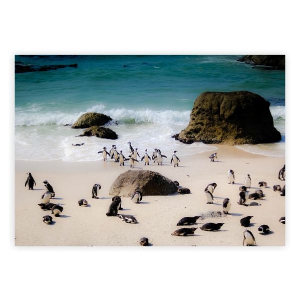 Penguins Simon's Town Background - A1 Poster