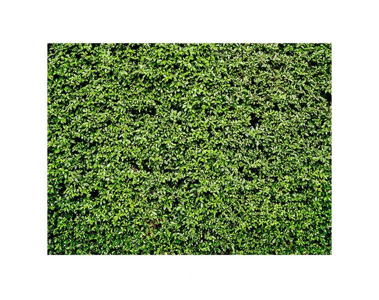 Plant Wall Theme image