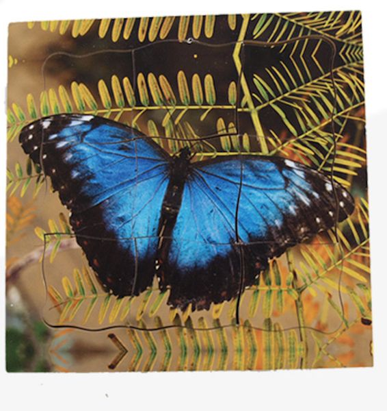 Tray Puzzles - Life Cycles Frog