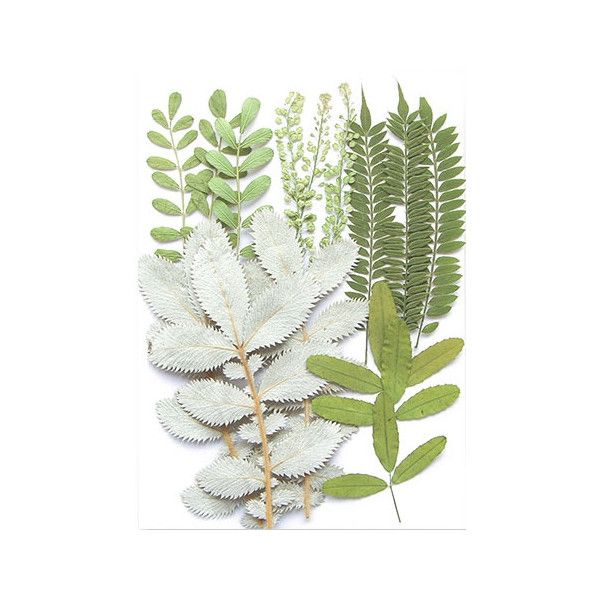 Pressed Dried Flowers - Greenery, Style 5